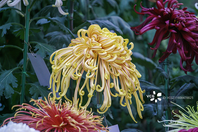 河南开封铁塔公园菊花展图片素材