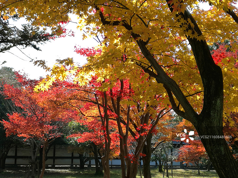 日本京都二条城世界文化遗产德川家康江户幕府本丸御殿二之丸御殿庭院唐门秋天红枫图片素材