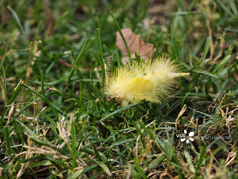 茸毒蛾幼虫 晚秋时节公园草地上的一只金黄色毛毛虫 寄主梧桐树榉树 上海世纪公园昆虫图鉴2025图片素材