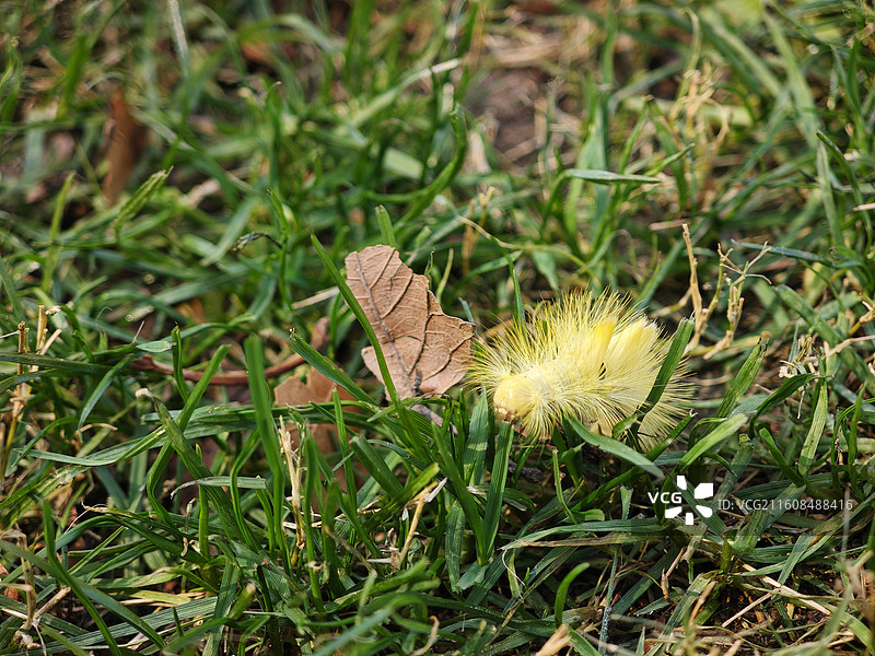 茸毒蛾幼虫 晚秋时节公园草地上的一只金黄色毛毛虫 寄主梧桐树榉树 上海世纪公园昆虫图鉴2025图片素材