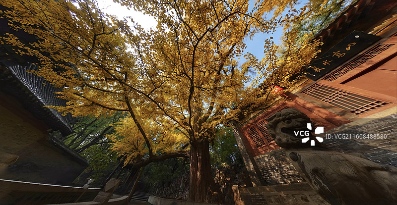 太原晋祠之秋，银杏披金，与红墙古建相映成趣，五彩斑斓的树叶倒映在碧水之中，美如画卷图片素材