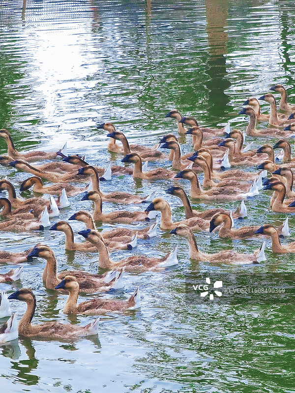 广东江门新会的鹅群图片素材