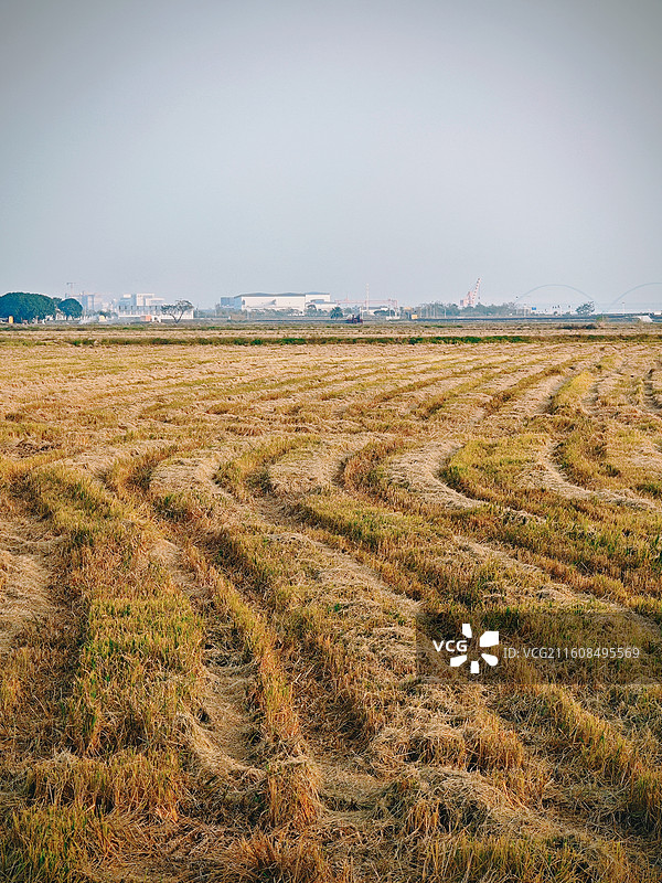收割完的田间图片素材