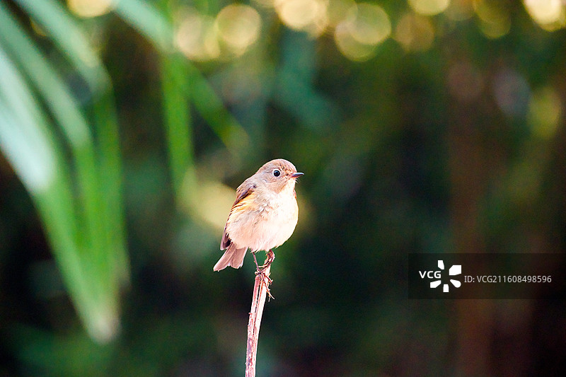 红胁蓝尾鸲图片素材