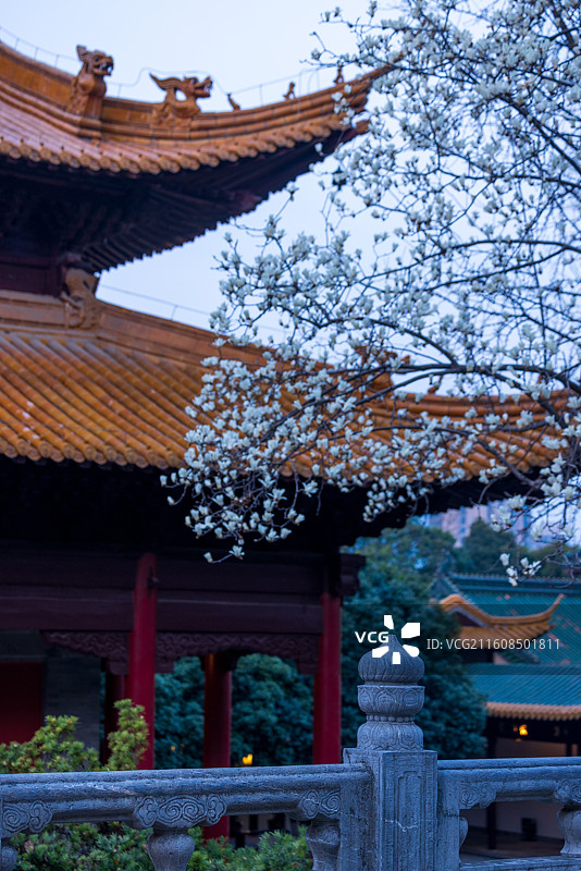 南京春天朝天宫玉兰花盛开图片素材