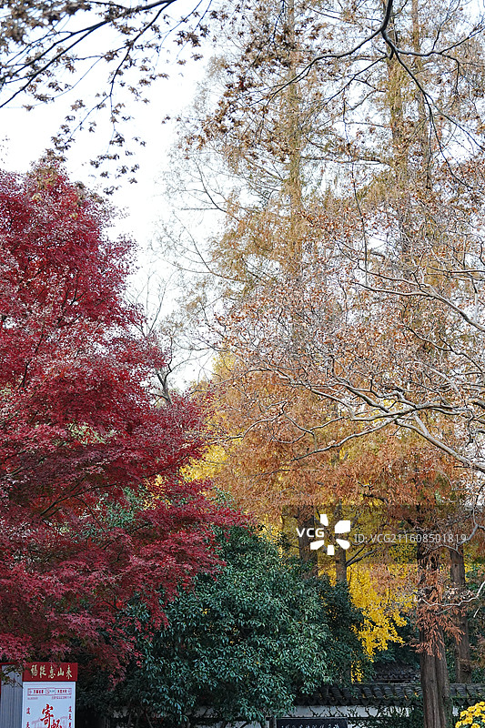 中国江苏省无锡市梁溪区锡惠园林文物名胜区惠山古镇天下第二泉秋天自然风景图片素材
