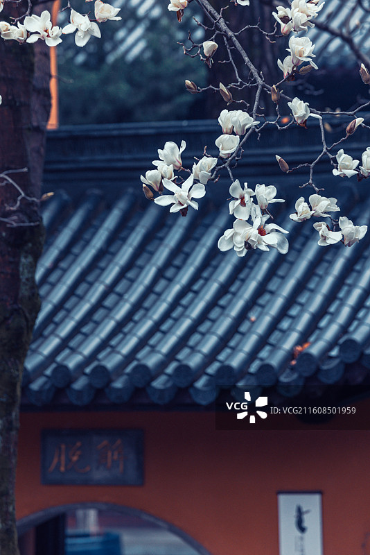 南京春天灵谷寺玉兰花盛开图片素材