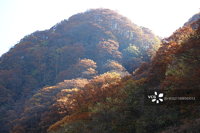 四川省巴中市南江县光雾山诺水河世界地质公园：米仓山景区：大小兰沟彩林秋色图片素材