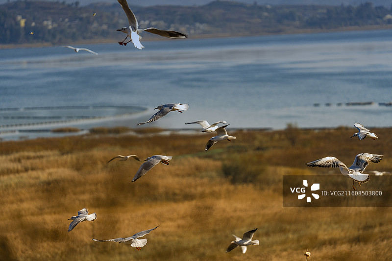 威宁草海图片素材