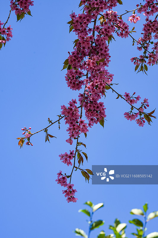 大理无量山蓝天下的冬日樱花图片素材