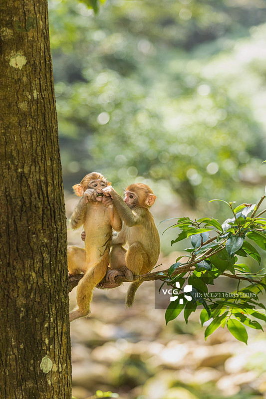 张家界国家森林公园林间嬉戏的两只小猴子图片素材