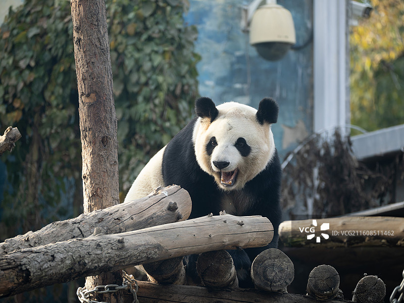北京动物园大熊猫点点20251112图片素材