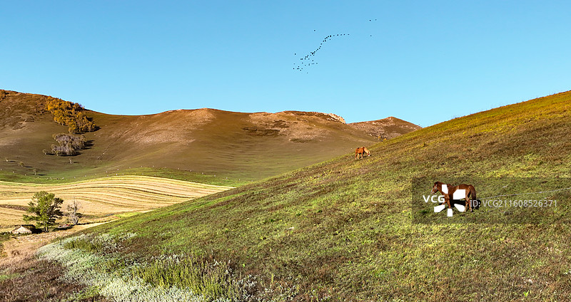 雁字裁秋 · 牧野承韵---承德坝上图片素材