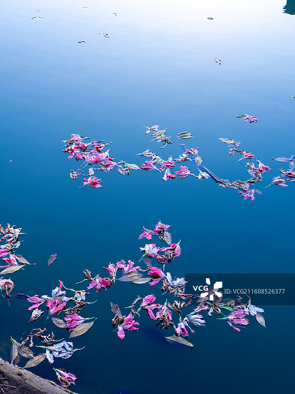 水面上的落花花瓣图片素材