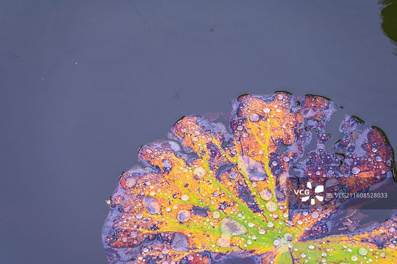 夏季荷塘荷叶水滴图片素材