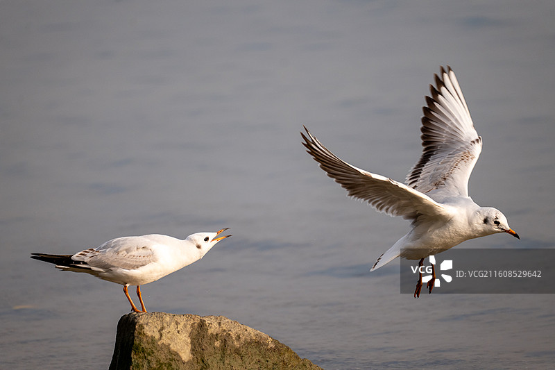 深圳湾 海鸥 迁徙图片素材