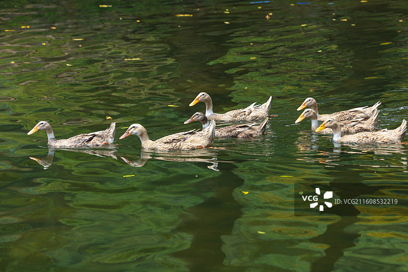 鸭子图片素材