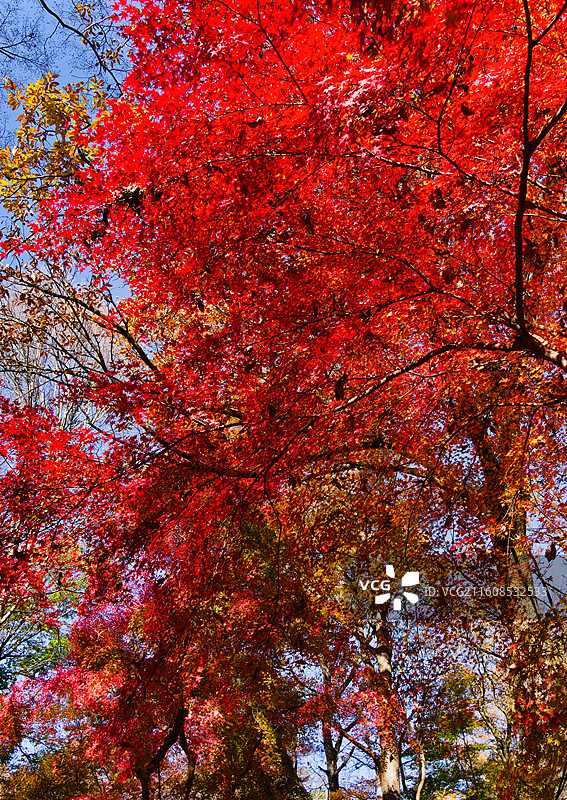 比叡山延历寺红叶祭图片素材