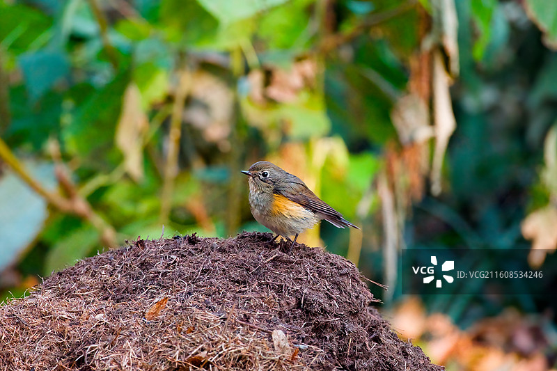 红胁蓝尾鸲图片素材