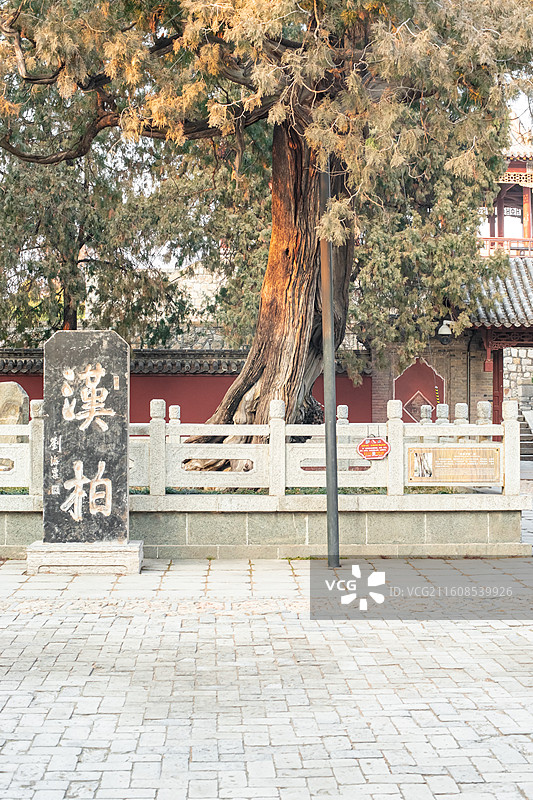 中国山东泰安著名景点泰山旅行旅游目的地风景区，泰山第一行宫岱庙汉武帝栽培的汉柏，户外白昼无人图像摄影图片素材