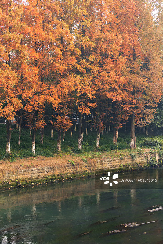成都驷马桥沙河边秋天的法国梧桐树黄叶图片素材