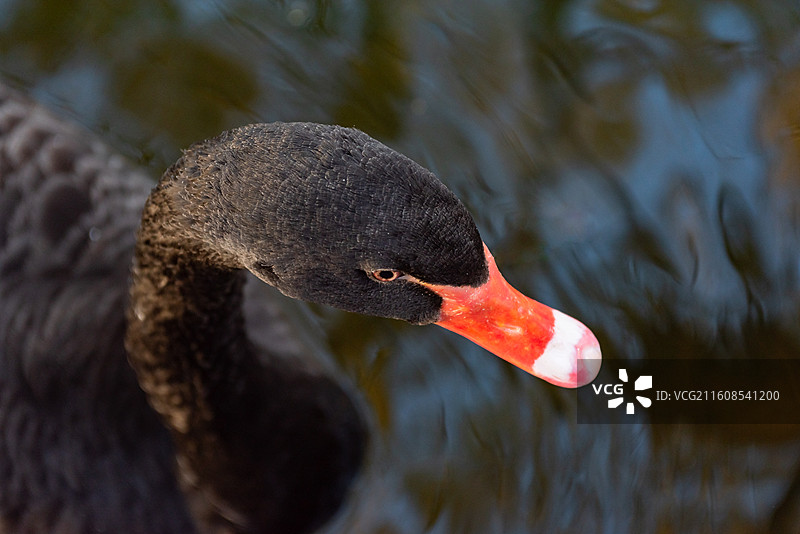 北京大学校园湖面游泳的黑天鹅图片素材