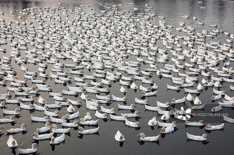 一群白鹅在水中游动图片素材