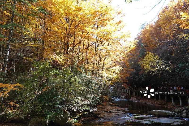 四川省巴中市南江县光雾山诺水河世界地质公园：十八月潭景区秋色：吉运潭至云梯潭图片素材