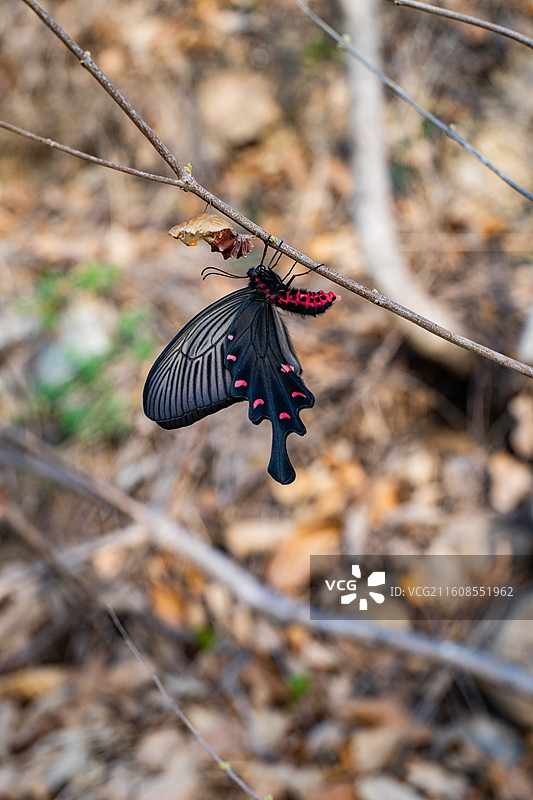 中国野生植物野外动物拍摄主题，春天的树枝上破茧成蝶的黑色彩色大蝴蝶，户外白昼无人图像摄影图片素材