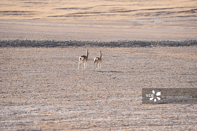 藏原羚普式原羚图片素材