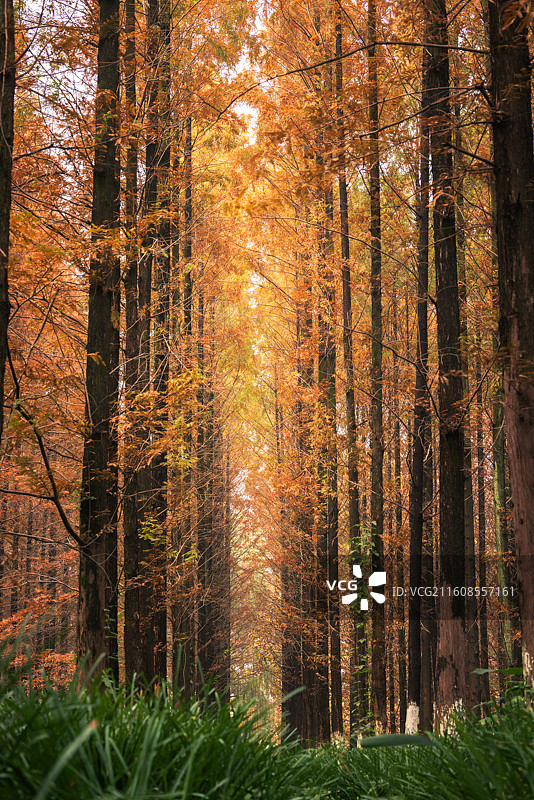 成都驷马桥沙河边秋天的法国梧桐树黄叶图片素材