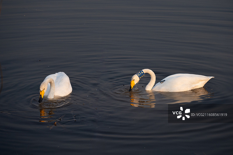 侯马上坪望村天鹅湖图片素材