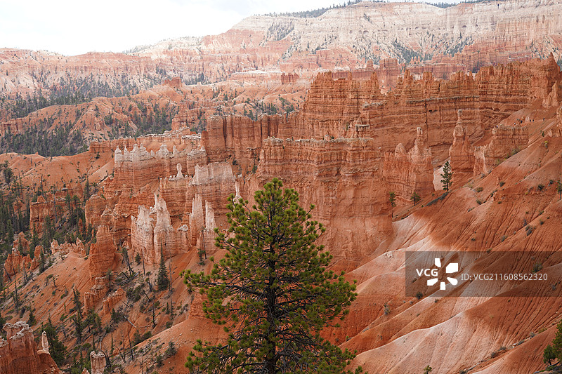 美国之旅留下的美好回忆之加州的阳光 陆地生物  一起看海图片素材