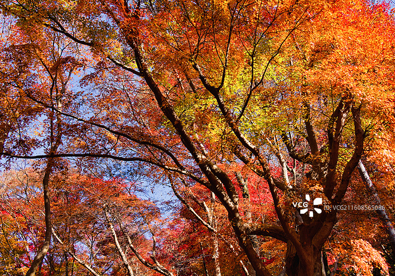 比叡山延历寺红叶祭图片素材
