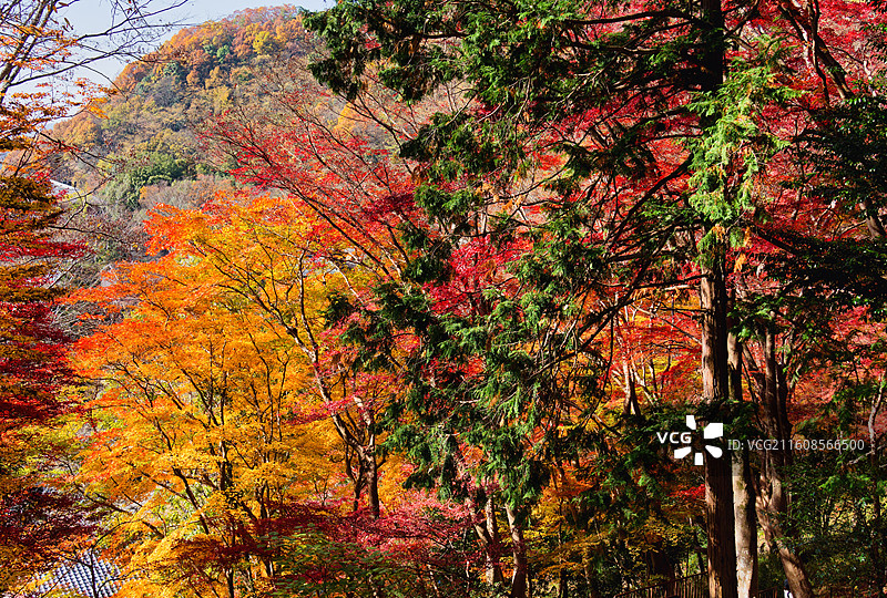 比叡山延历寺红叶祭图片素材