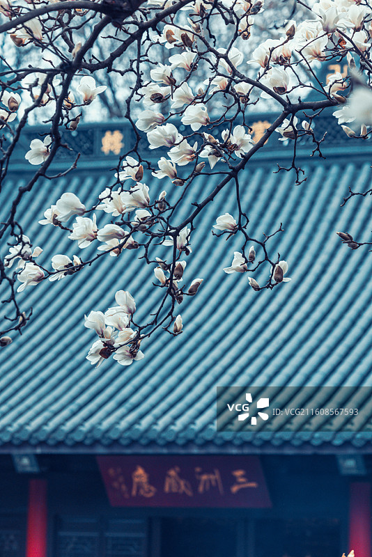 南京春天灵谷寺玉兰花盛开图片素材