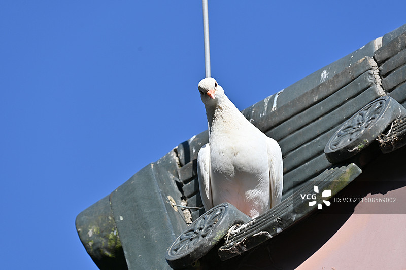 深圳大华兴寺四面佛景区图片素材