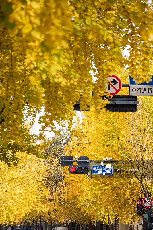 杭州清吟街银杏图片素材