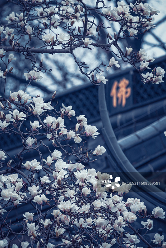 南京春天灵谷寺玉兰花盛开图片素材