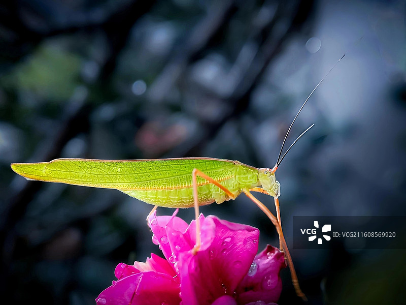螽斯恋花图片素材