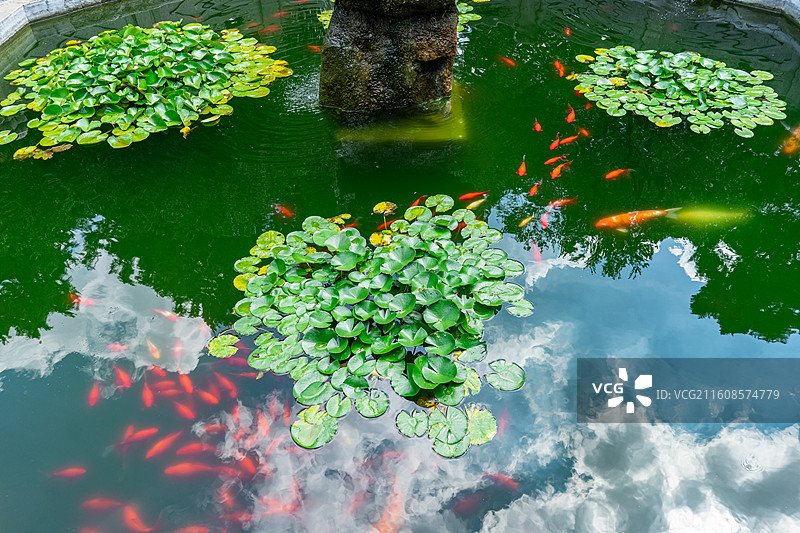 中国山东泰安泰山区泰山旅游景区著名景点，古代建筑行宫岱庙里的鱼池假山和锦鲤拍摄主题，户外无人图像摄影图片素材