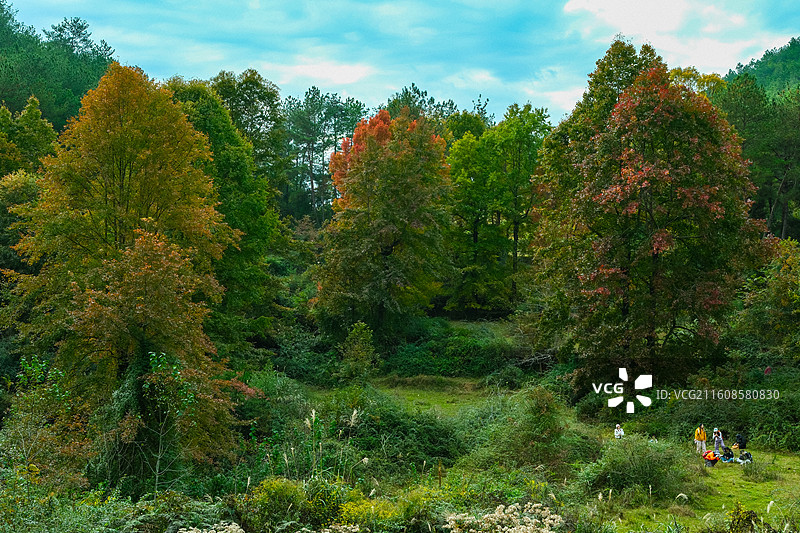 中国贵州省黔南州惠水县摆金彩林风光，云贵高原上的彩林风光，枫叶红了图片素材