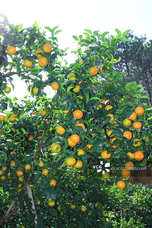 广西沙糖桔应季水果大丰收图片素材