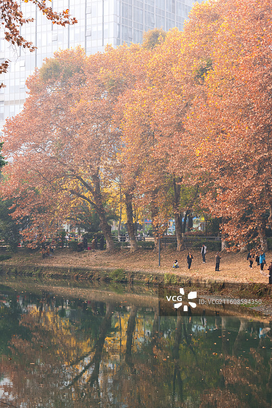 成都驷马桥沙河边秋天的法国梧桐树黄叶图片素材