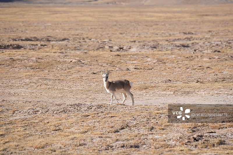 藏原羚普式原羚图片素材