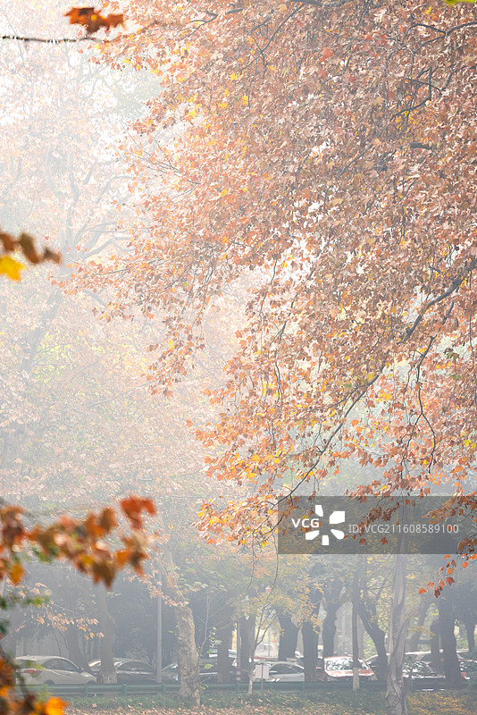 成都驷马桥沙河边秋天的法国梧桐树黄叶图片素材