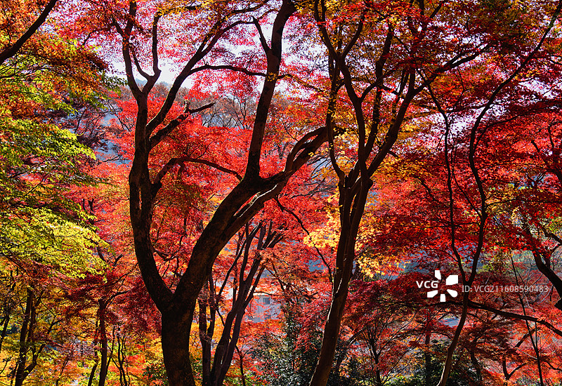 比叡山延历寺红叶祭图片素材