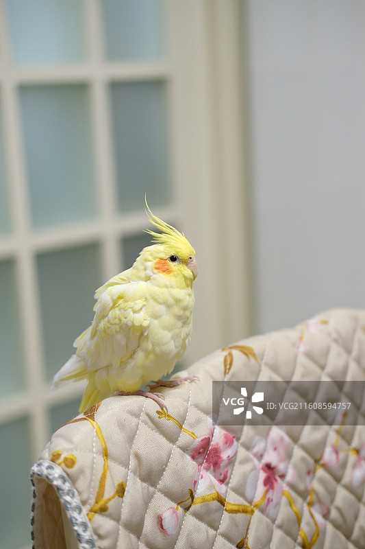 玄风鹦鹉图片素材