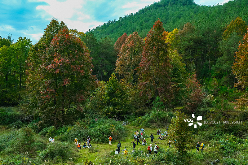 中国贵州省黔南州惠水县摆金彩林风光，云贵高原上的彩林风光，枫叶红了图片素材