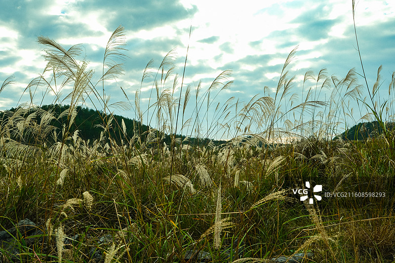 秋收过后初冬时节云贵高原上贵州黔南惠水县摆金村的山乡田园风光，山间盛开的芦苇花，田园上的丁达尔光，图片素材
